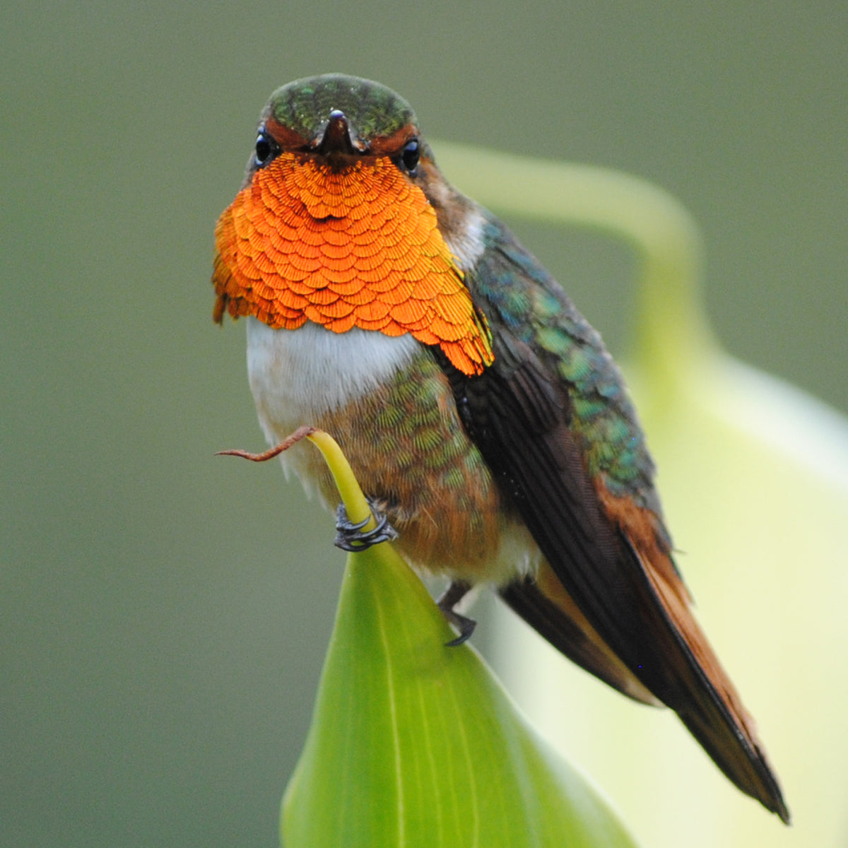 Volcano Hummingbird (Selasphorus flammula)