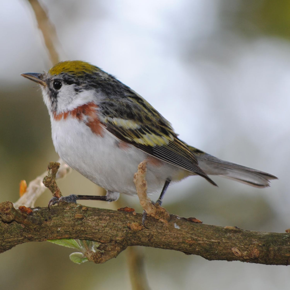 Chestnut-sided Warbler (Setophaga pensylvanica)