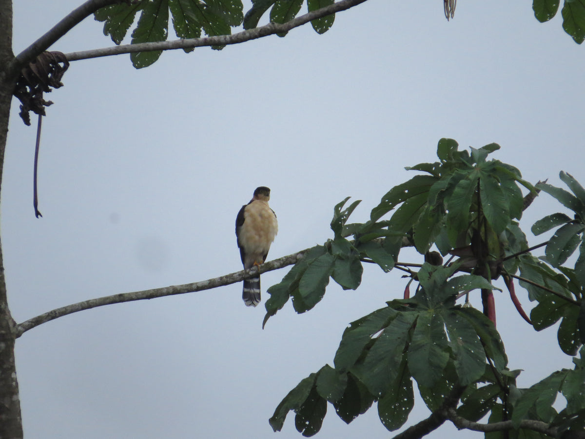 Tiny Hawk (Accipiter superciliosus) on Cecropia