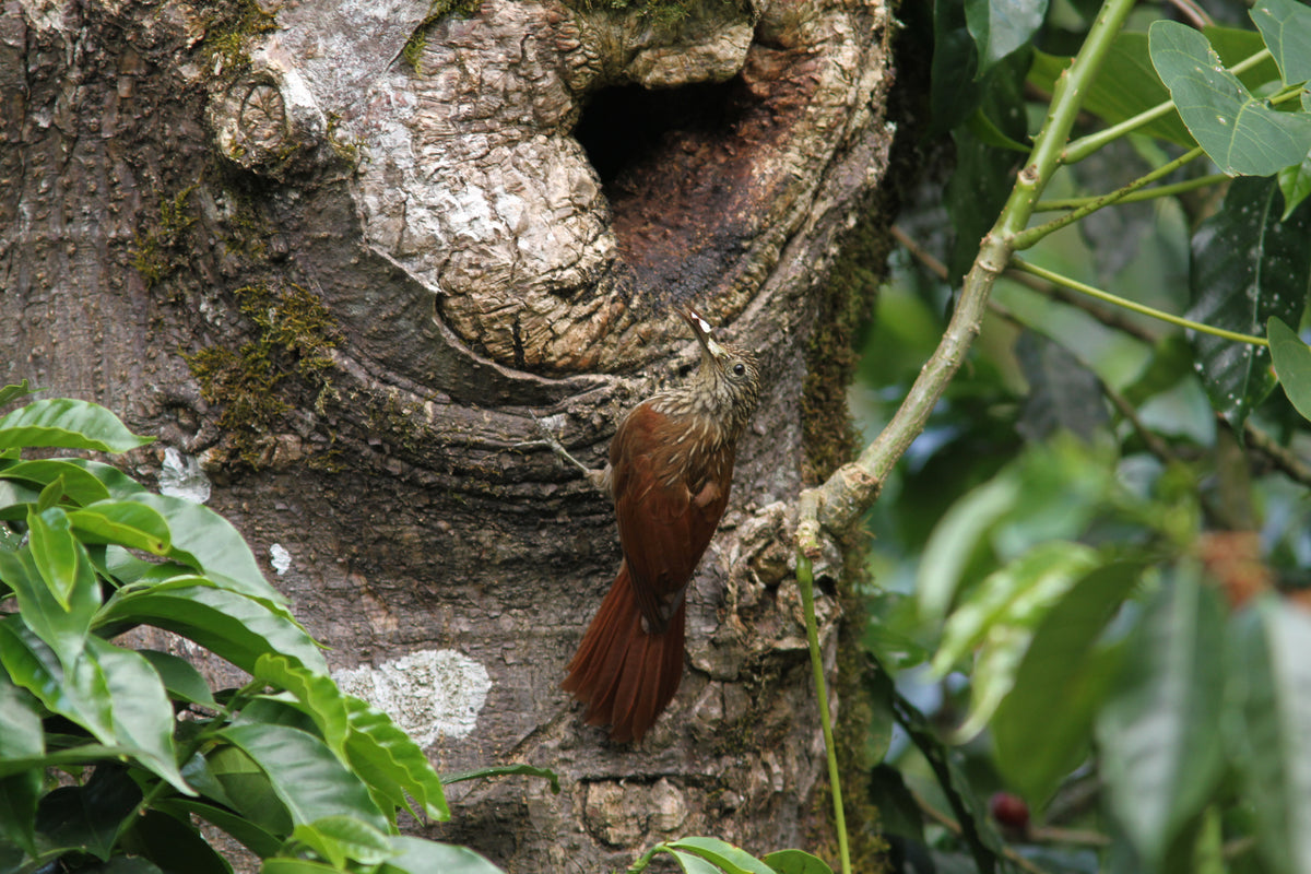 Streak-headed Woodcreeper (Lepidocolaptes souleyetii)