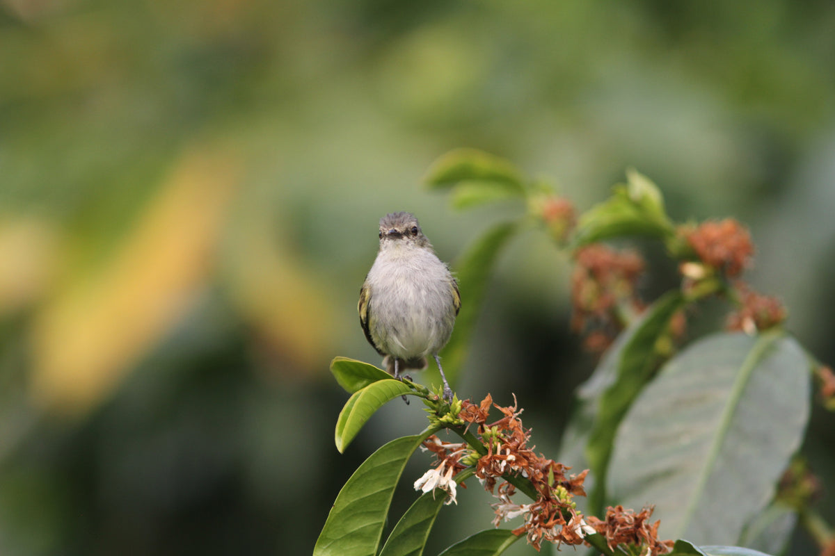 Yellow-bellied Elaenia (Elaenia flavogaster)