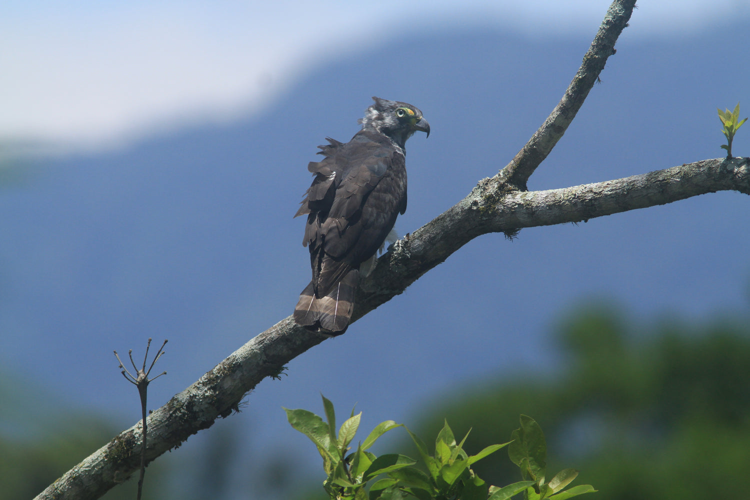 Ornate Hawk-Eagle (Spizaetus ornatus)