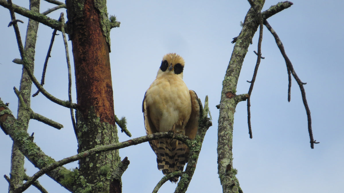 laughing falcon (Herpetotheres cachinnans)