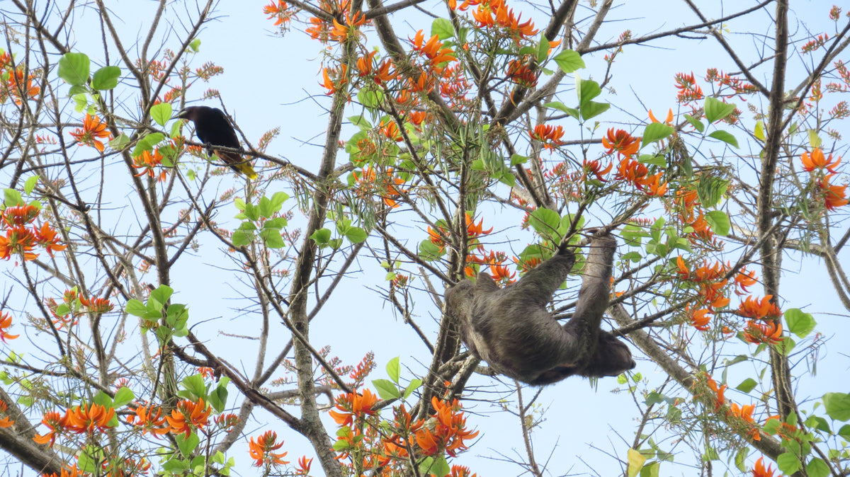 Montezuma oropendola (Psarocolius montezuma)