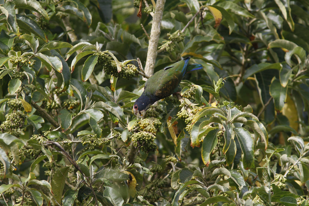 White-crowned Parrot (Pionus senilis)