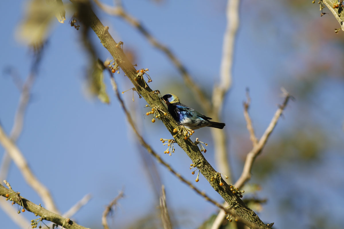 Golden-hooded Tanager (Stilpnia larvata)