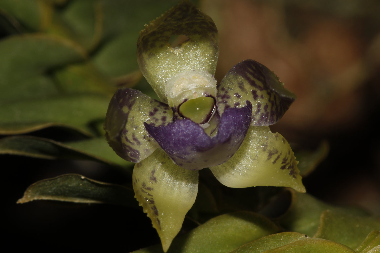 Kefersteinia Orchid