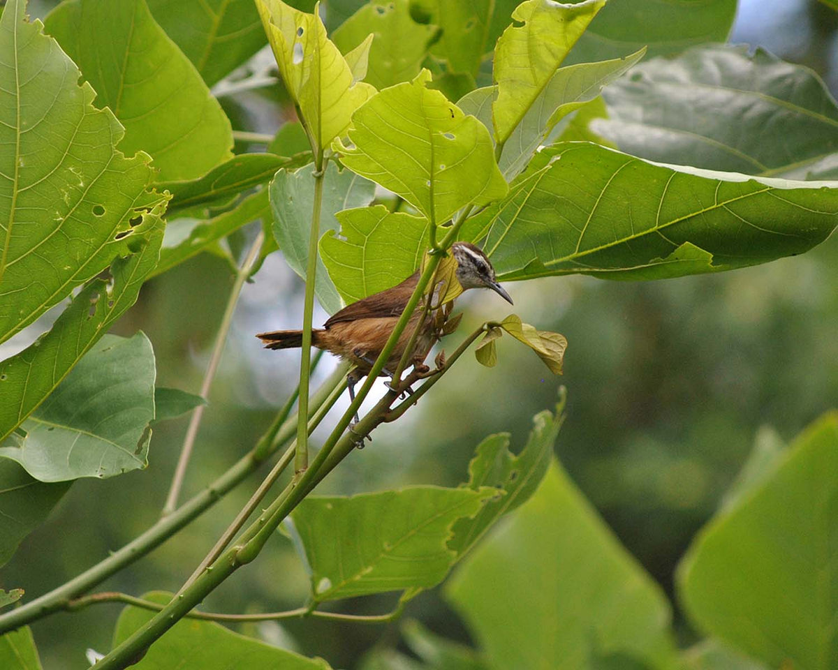 Cabanis's wren / Plain Wren (Cantorchilus modestus)