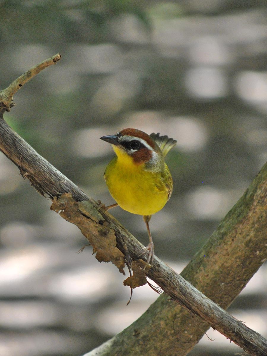Chestnut-capped Warbler (Basileuterus delattrii)