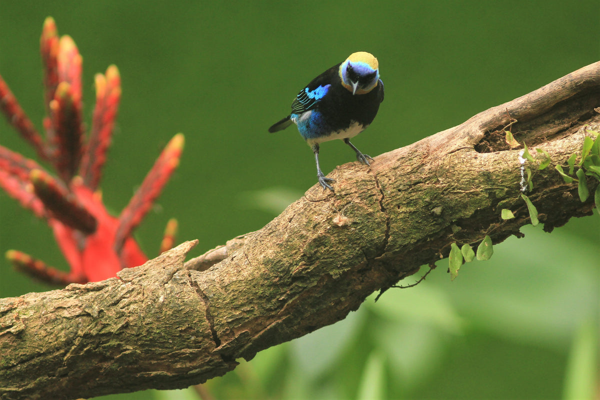 Golden-hooded Tanager (Stilpnia larvata)