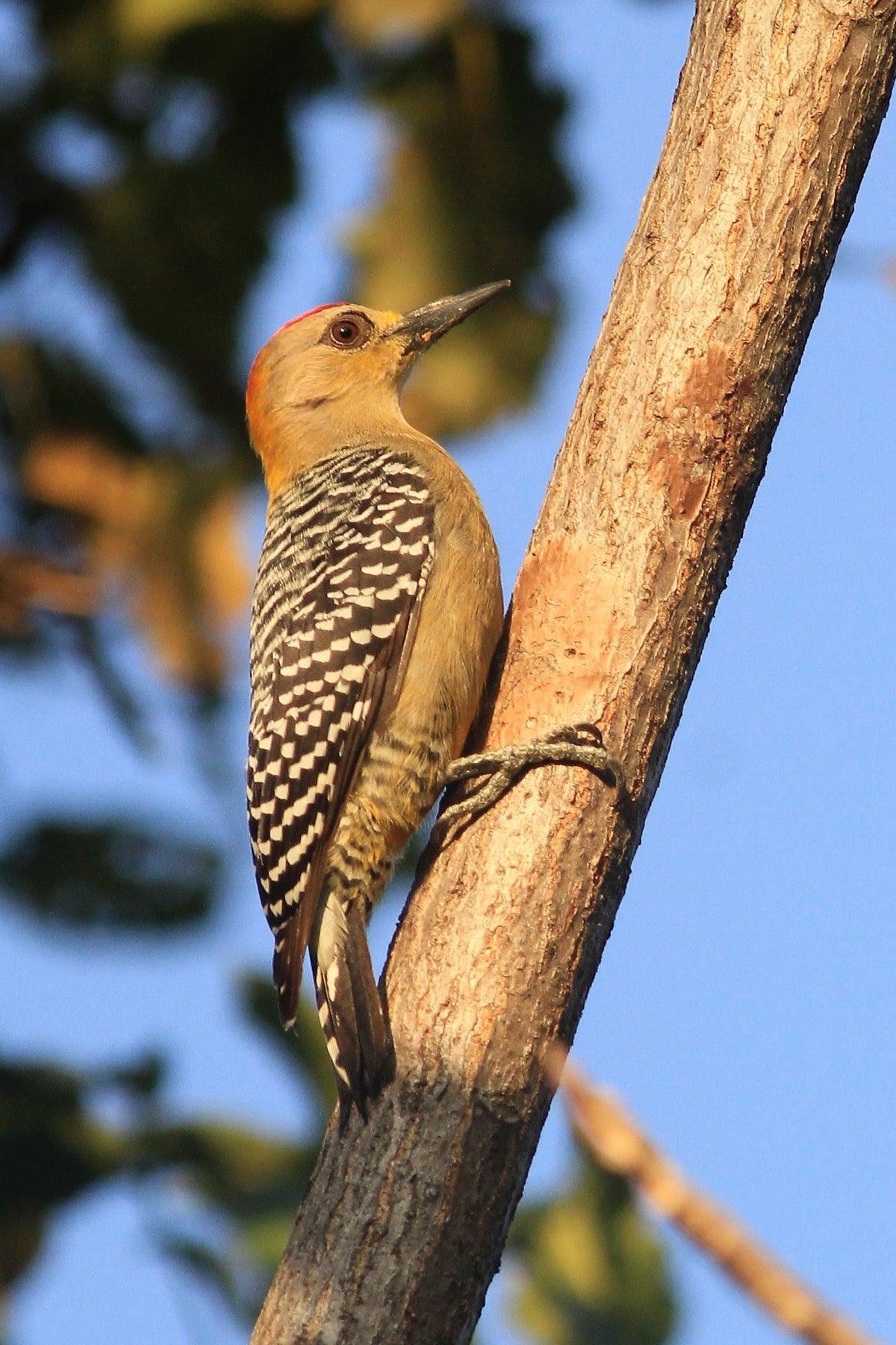 Hoffmann's Woodpecker (Melanerpes hoffmannii)