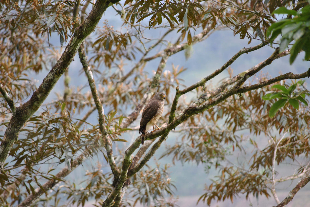 Roadside Hawk (Rupornis magnirostris)