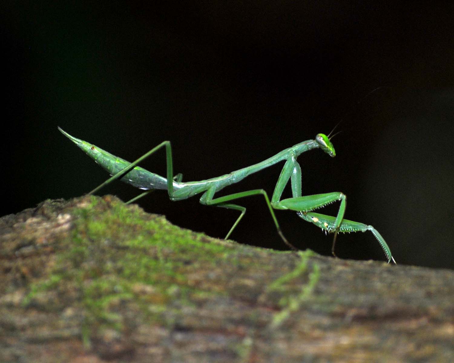 Preying Mantis