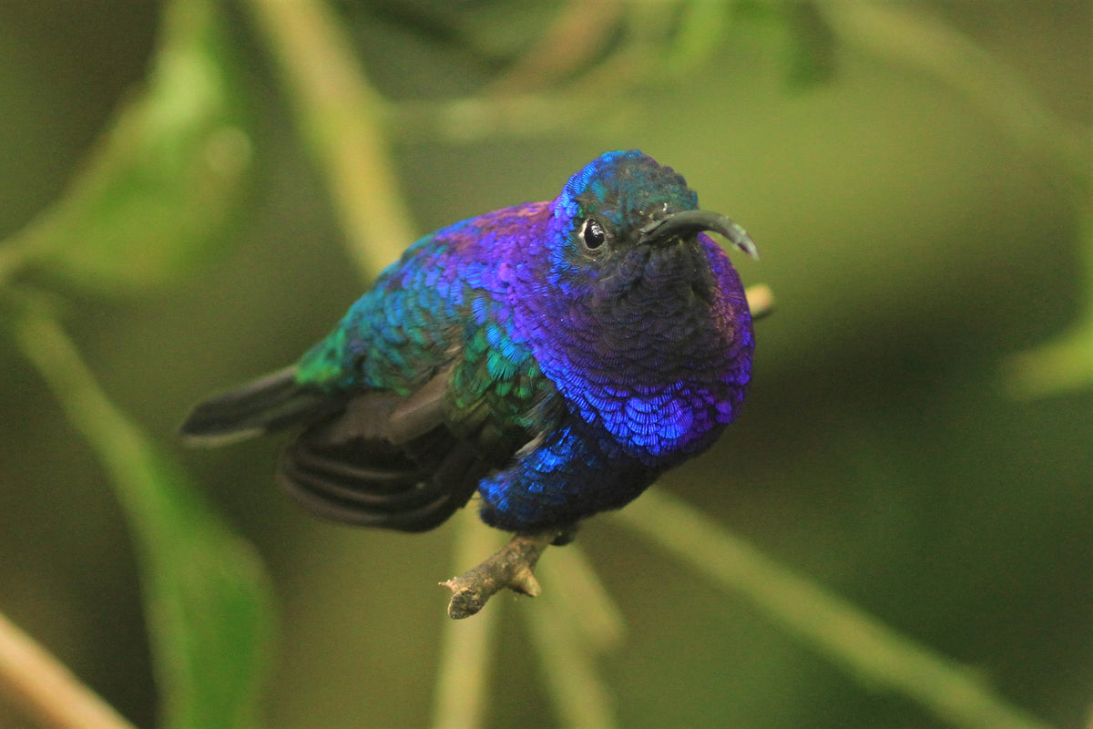 violet sabrewing (Campylopterus hemileucurus) 