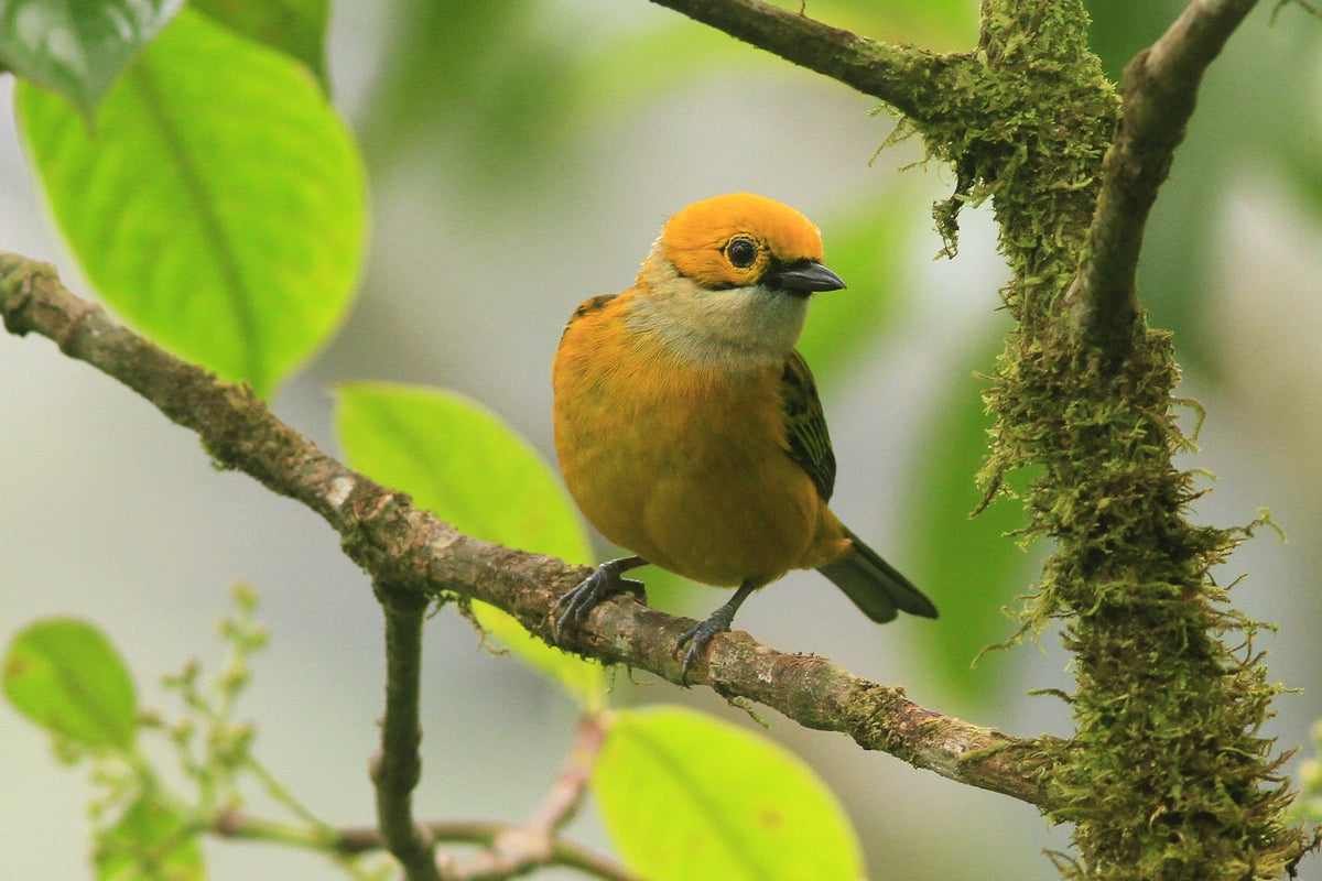 silver-throated tanager (Tangara icterocephala)